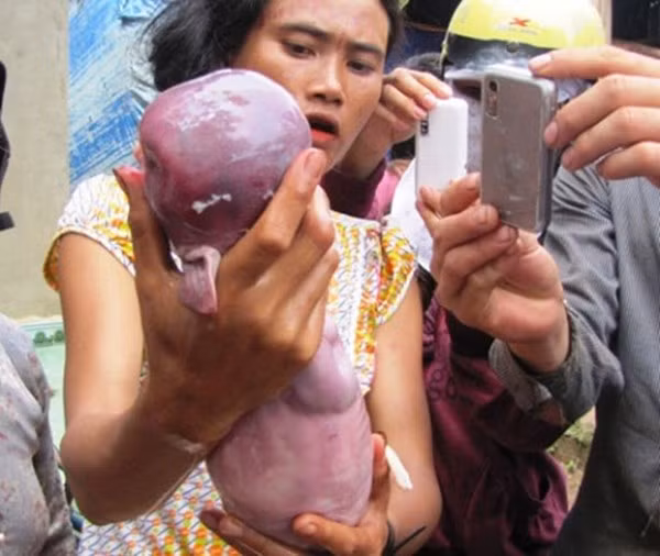 Tháng 10/2012, người dân ở tỉnh Bình Phước đã xôn xao về việc con heo của vợ chồng chị Thị Khoai, dân tộc Stiêng ở ấp 2, xã Minh Lập, huyện Chơn Thành, tỉnh Bình Phước sinh được một lợn con có hình dạng giống trẻ sơ sinh với đầu tròn, thân không có lông, da trơn, lưng rất thẳng.