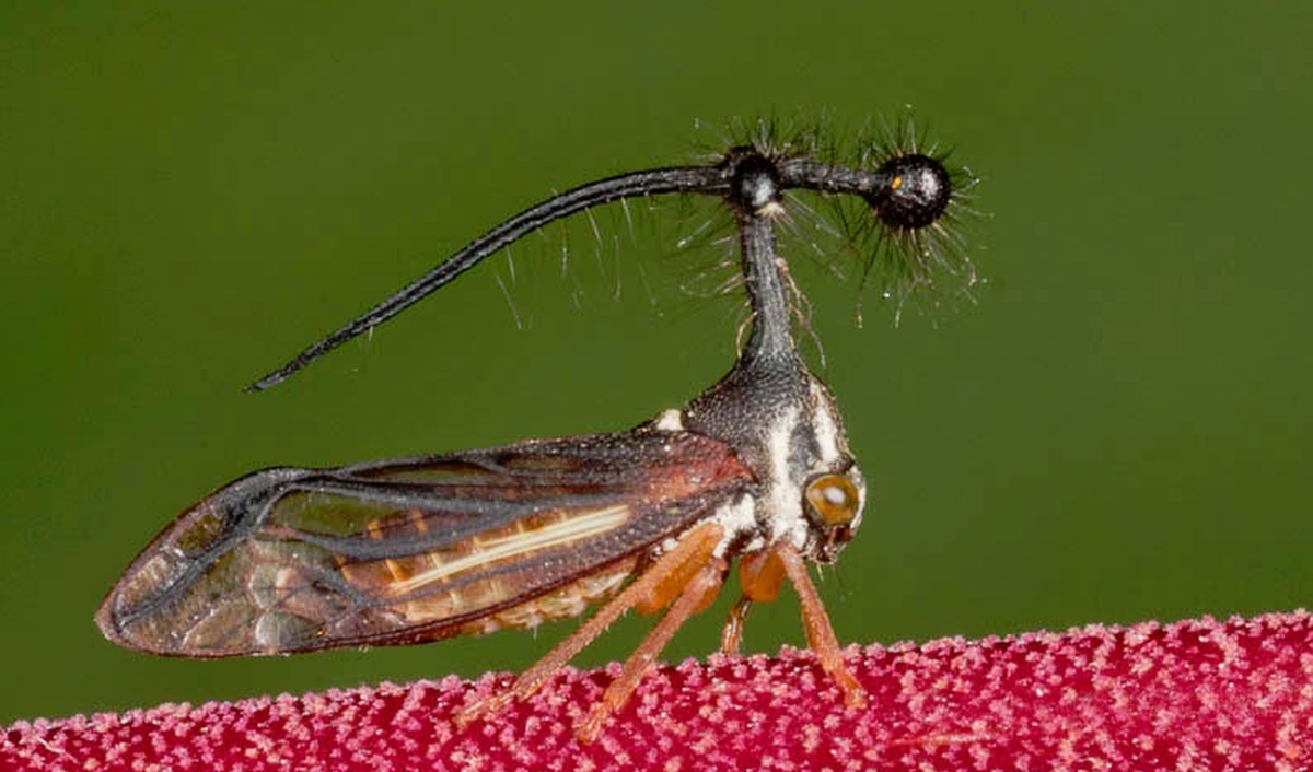 Loài rầy vằn Brazil thuộc họ rầy (Membracidae), có họ hàng với ve sầu. Trên thế giới có hơn 3.000 loài rầy khác nhau, phân bố ở hầu hết các lục địa ngoại trừ Nam Cực.