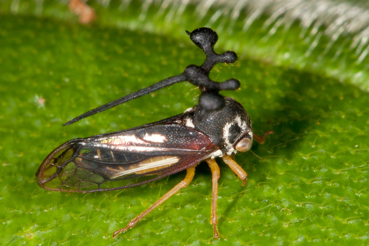 Giả thuyết khác cho rằng cấu trúc này có thể chỉ đơn thuần là một phần trang trí để thu hút bạn tình