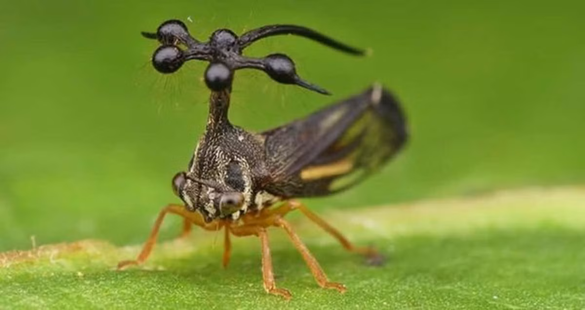 Tuy nhiên, biến thể của loài rầy tại Brazil có chiếc mũ đội đầu độc đáo là điểm đặc biệt để phân biệt loài này.