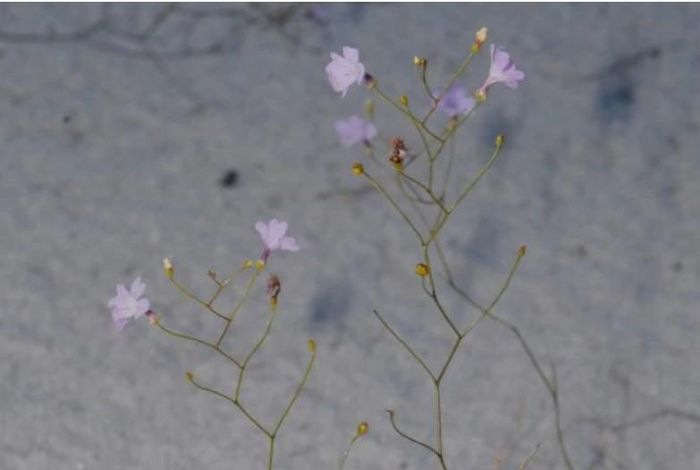 Sự đặc biệt của cây này nằm ở cách mà nó bắt mồi. Những chiếc lá dưới mặt đất tiết ra một chất dính đặc biệt có khả năng bám chặt. Điều này làm cho những con giun tiếp xúc với lá sẽ không thể thoát ra được, tạo ra một cơ chế bắt mồi hiệu quả.