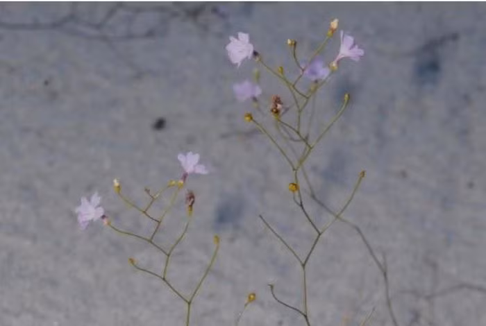 Sự đặc biệt của cây này nằm ở cách mà nó bắt mồi. Những chiếc lá dưới mặt đất tiết ra một chất dính đặc biệt có khả năng bám chặt. Điều này làm cho những con giun tiếp xúc với lá sẽ không thể thoát ra được, tạo ra một cơ chế bắt mồi hiệu quả.