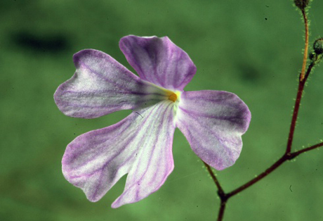 Với những đặc điểm và khả năng độc đáo như vậy, cây Philcoxia minensis thực sự là một phát hiện thú vị và quý báu trong thế giới thực vật. Loài cây này đã mở ra một khung cảnh mới về cách thực vật thích nghi và tìm kiếm nguồn dinh dưỡng trong môi trường khắc nghiệt.