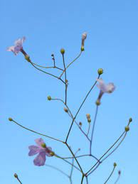 Nhưng điều thú vị là cây sử dụng những chiếc lá nhỏ như đầu đinh ghim, chỉ có chiều rộng khoảng 1,5mm, để bắt lấy những con mồi này. Điều này thể hiện một khả năng thích nghi độc đáo của cây trong việc tìm kiếm nguồn dinh dưỡng.