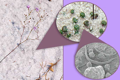 Điều này cho thấy, cây không chỉ đơn thuần bắt mồi mà còn có khả năng tiêu hóa chúng ngay trên lá.