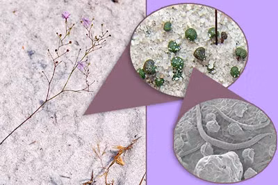 Điều này cho thấy, cây không chỉ đơn thuần bắt mồi mà còn có khả năng tiêu hóa chúng ngay trên lá.