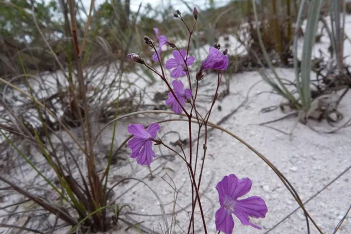 Sự kết hợp giữa vẻ đẹp và khả năng sinh tồn độc đáo đã tạo nên một câu chuyện đầy mê hoặc về sự sáng tạo của tự nhiên, mà chúng ta vẫn còn nhiều điều để tìm hiểu và khám phá.