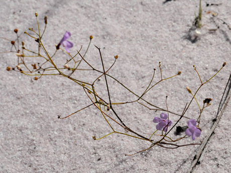 Với chiều cao trung bình khoảng 26cm, cây Philcoxia minensis có hình dáng nhỏ gọn nhưng ấn tượng. Sắc hoa tím trắng không chỉ làm cho loài cây này trở nên độc đáo mà còn mang tới vẻ đẹp cuốn hút trong thế giới thực vật.