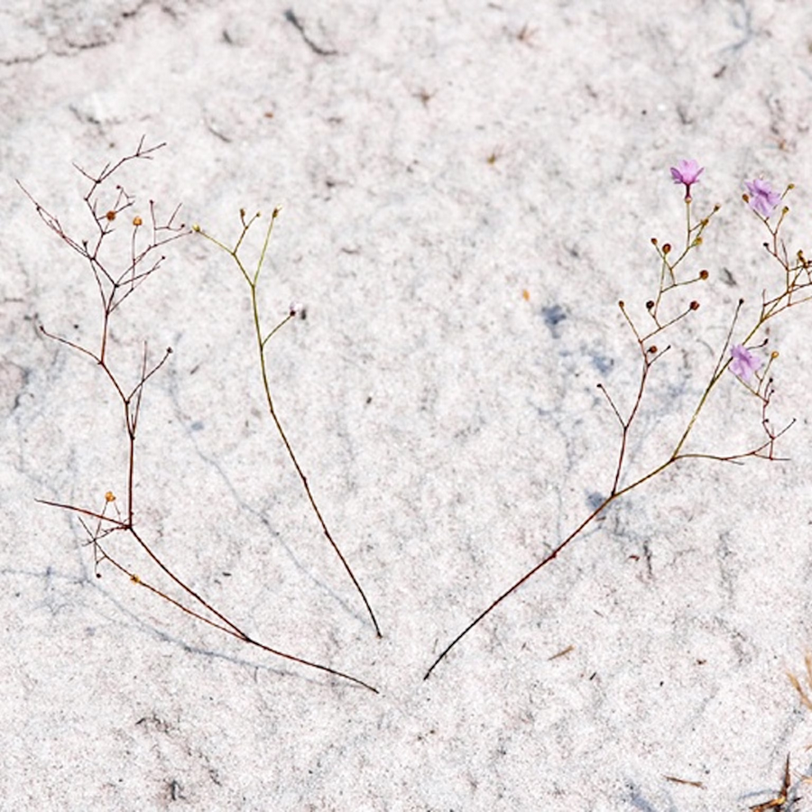 Khám phá của các nhà nghiên cứu về khả năng tiêu hóa của cây Philcoxia minensis càng làm cho loài cây này trở nên đặc biệt hơn. Các lá dưới lòng đất của nó chứa enzyme tiêu hóa giống như nhiều loài cây ăn thịt khác.