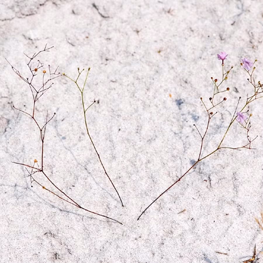 Khám phá của các nhà nghiên cứu về khả năng tiêu hóa của cây Philcoxia minensis càng làm cho loài cây này trở nên đặc biệt hơn. Các lá dưới lòng đất của nó chứa enzyme tiêu hóa giống như nhiều loài cây ăn thịt khác.