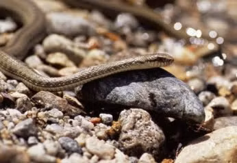 Đáng chú ý, gene EPAS1 cũng tồn tại ở con người sống ở độ cao và đã trải qua quá trình thích nghi tương tự. Sự giống nhau này đã mở ra cánh cửa cho việc tìm hiểu về cơ chế sinh tồn của cả động vật và con người ở môi trường độ cao.