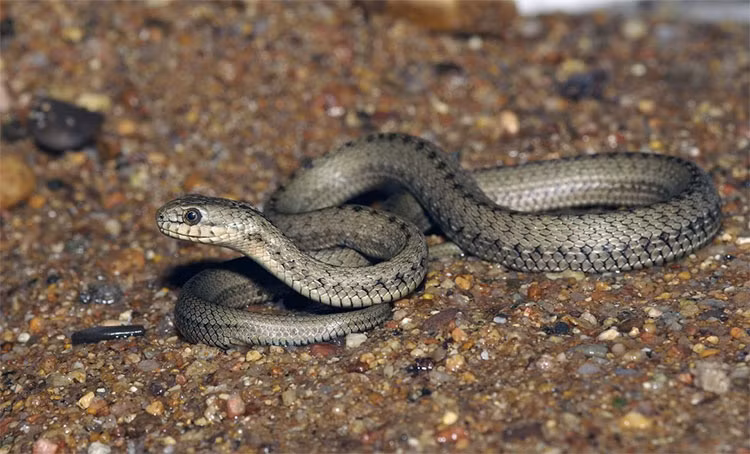 Được biết đến với tên gọi "rắn suối nước nóng" loài này là một hóa thân của sự thích nghi và sức mạnh sinh tồn trong môi trường độ cao và khắc nghiệt.