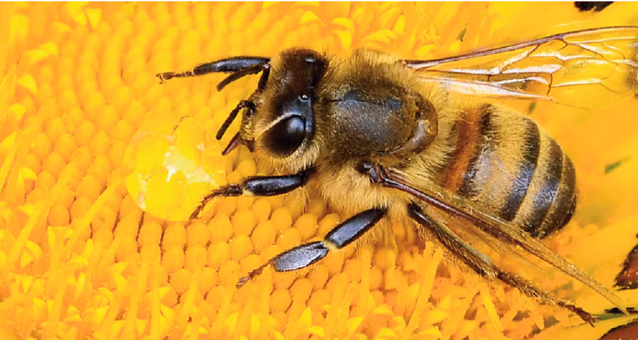 Trước đó, người ta chỉ biết rằng sự hợp tác giữa ong và cây cối - tức việc ong thụ phấn cho cây - đã xuất hiện từ khoảng 120 triệu năm trước. Nhưng nay, nhờ nghiên cứu của các nhà khoa học, chúng ta đã biết được cách thức và thời điểm mà loài ong đã lan rộng trên toàn cầu, trở thành những nhà trồng hoa tự nhiên, giúp duy trì sự đa dạng sinh học và cân bằng môi trường.