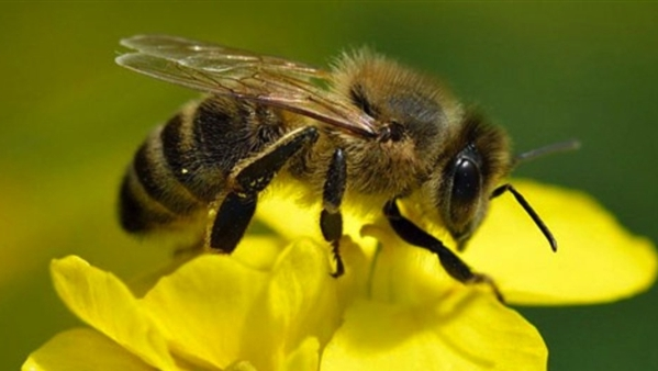 Nhìn vào quá trình tiến hóa của loài ong, ta thấy sự kỳ diệu và tính kiên nhẫn của tự nhiên. Từ Gondwana, chúng đã trải qua những thay đổi vượt qua thời kỳ đại tuyệt chủng của khủng long và sống sót trong những kỷ Cổ Cận, Tân Cận và Đệ Tứ. Đây là những nền móng vững chắc giúp loài ong tồn tại đến ngày nay và có vai trò quan trọng trong việc duy trì cân bằng môi trường.