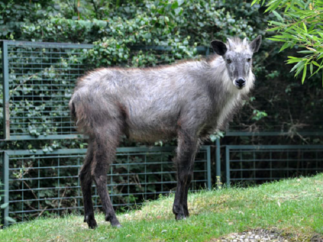 Kể từ đó, tỳ linh được bảo tồn tại 13 khu bảo tồn thuộc 23 tỉnh của Nhật Bản. Giới bảo tồn gọi chúng là "báu vật sống của quốc gia trong rừng xanh".