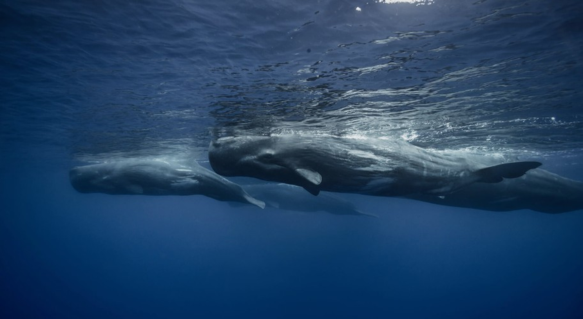 Theo các chuyên gia, long diên hương được hình thành trong hệ tiêu hóa của cá nhà táng. Nó bao bọc những thức ăn khó tiêu như răng của một số loài mực hoặc giống như một loại kháng sinh để làm lành những vết thương trong ruột.