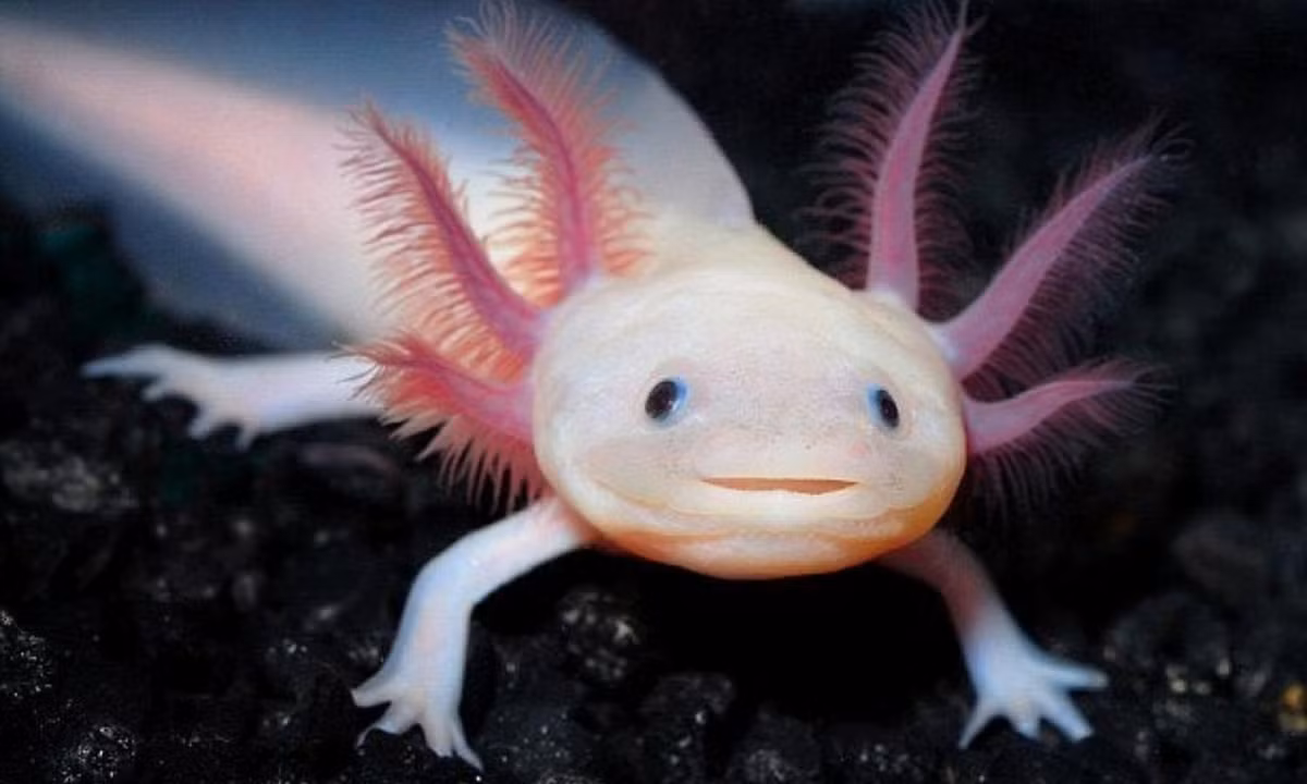 Thay vào đó, chúng giữ lại tất cả các đặc điểm của ấu trùng để sinh sản và sống dưới nước, điều này được gọi là "ấu nhi" hoặc "sự giữ lại đặc tính con non khi trưởng thành".