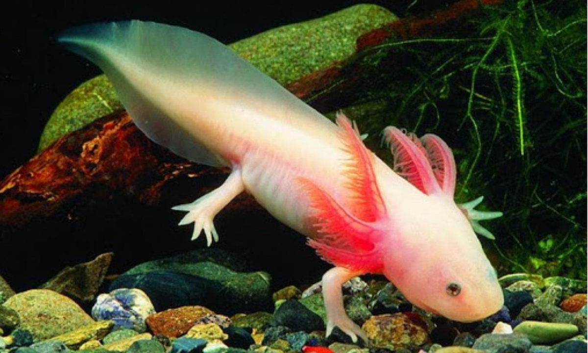 Để bảo vệ kỳ nhông Mexico khỏi nguy cơ biến mất, các biện pháp như cải thiện chất lượng nước ở các hồ sinh sống của chúng và khuyến khích canh tác truyền thống đã được đề xuất.