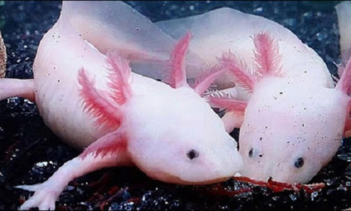 Chúng đang phải đối mặt với nguy cơ mất môi trường sống do sự xâm lấn của kẻ săn mồi và ô nhiễm môi trường.