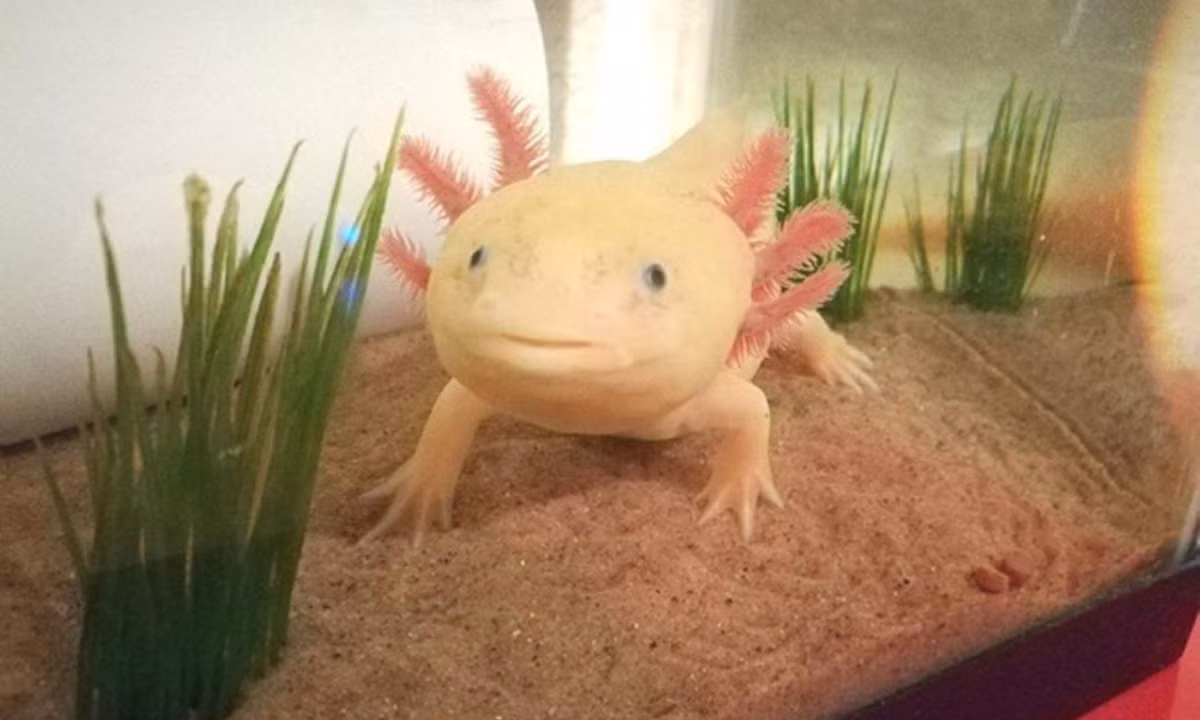 Hiện loài này được liệt vào danh sách "nguy cơ cao" trong Sách đỏ của Liên minh Bảo tồn Thiên nhiên Quốc tế (IUCN).