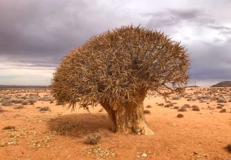 Cây rung động có thân trụ mập mạp, có đường kính lên tới 1 mét, và phủ đầy vảy màu nâu vàng. Chúng có tên khoa học Aloe dichotoma vì từng được thổ dân địa phương sử dụng làm ống đựng tên.