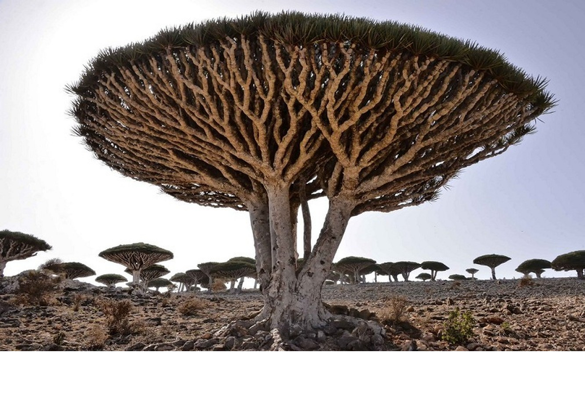 4. Cây máu rồng (Dracaena draco) xuất hiện nhiều ở quần đảo Socotra của Yemen. Loài cây kỳ lạ này có nhựa đỏ như máu.