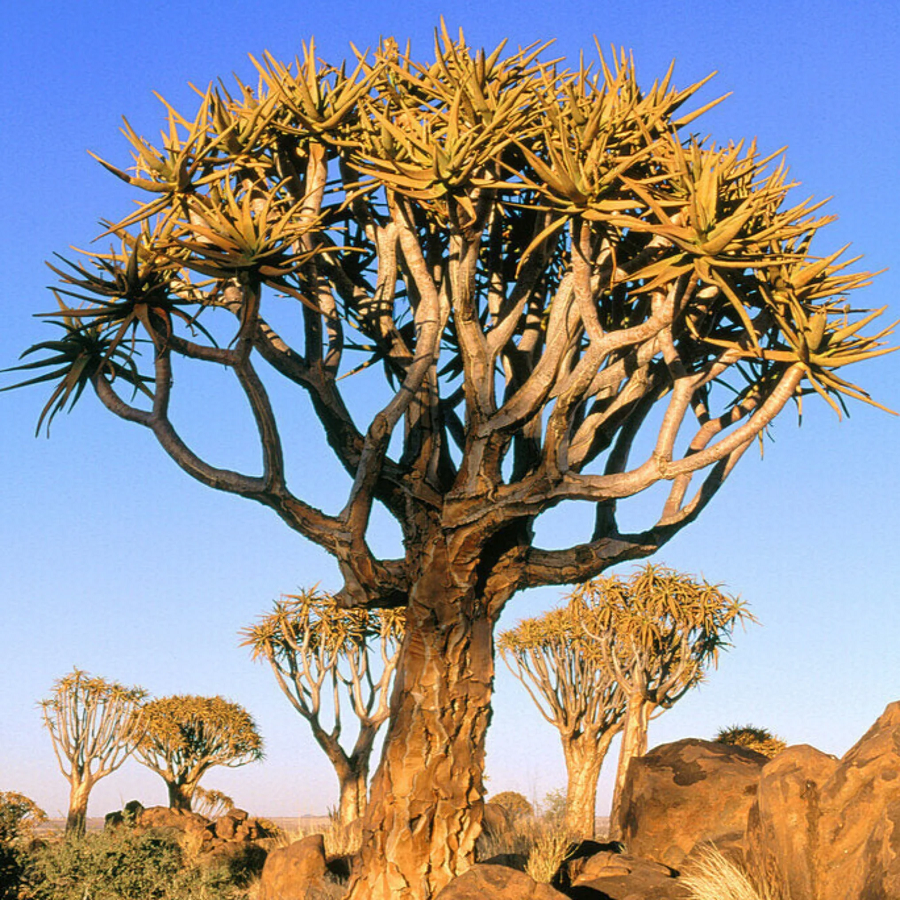 1. Cây rung động ở Namibia: Rừng cây rung động ở Namibia là một khu vực nổi tiếng với loài cây rung động (Aloe dichotoma) có dáng vẻ ngoại hình lớn nhưng lại là những cây rỗng và dễ bị tổn thương.