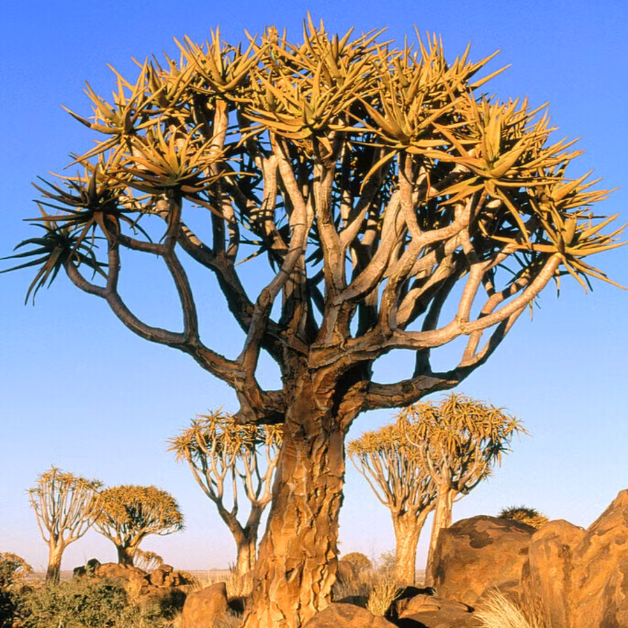 1. Cây rung động ở Namibia: Rừng cây rung động ở Namibia là một khu vực nổi tiếng với loài cây rung động (Aloe dichotoma) có dáng vẻ ngoại hình lớn nhưng lại là những cây rỗng và dễ bị tổn thương.