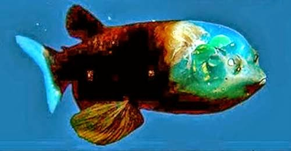 Điều kỳ lạ khác của cá mắt thùng là đầu của chúng cũng trong suốt. Nhờ đôi mắt hình ống, loài cá này có thể nhìn thấy những gì ở trên đỉnh đầu, bao gồm cả con mồi in bóng trên mặt nước.