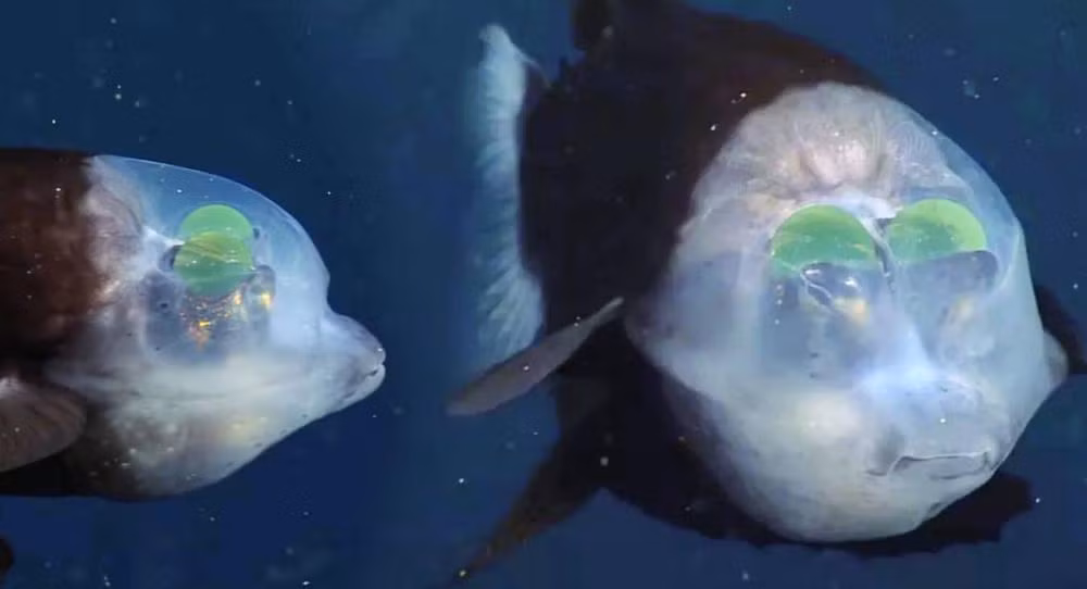 Tuy cá mắt thùng đã được ghi nhận từ lâu, vẫn còn nhiều bí ẩn về loài cá này chưa được khám phá. Sự thích ứng và đa dạng của cá mắt thùng dưới biển sâu là một minh chứng rõ ràng cho sự tuyệt diệu và phong phú của cuộc sống đại dương, đồng thời gợi mở nhiều câu hỏi thú vị về những hiểu biết chưa rõ ràng trong thế giới dưới biển sâu.