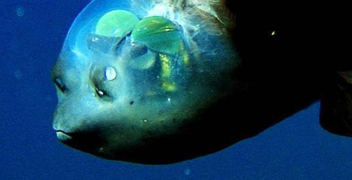 Tuy nhiên, cá mắt thùng đã tiến xa hơn bằng cách lọc ánh sáng mặt trời để ngăn chặn những kẻ săn mồi đang cố gắng xóa bóng của chúng. Tính năng này khiến cá mắt thùng trở thành một trong những "người bảo vệ" xuất sắc của vùng biển sâu đầy thách thức này.