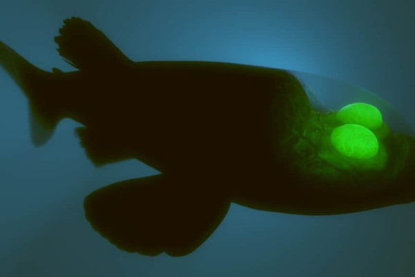 Khi phát hiện một bữa ăn tiềm năng, cá mắt thùng sẽ lơ lửng bất động trong bóng tối cho đến khi chúng nhận ra con mồi đang lướt qua trên đầu. Sau đó, chúng lao lên, ngoạm con mồi vào miệng và xoay đôi mắt để nhìn về phía trước, bắt được con mồi một cách chính xác và hiệu quả.