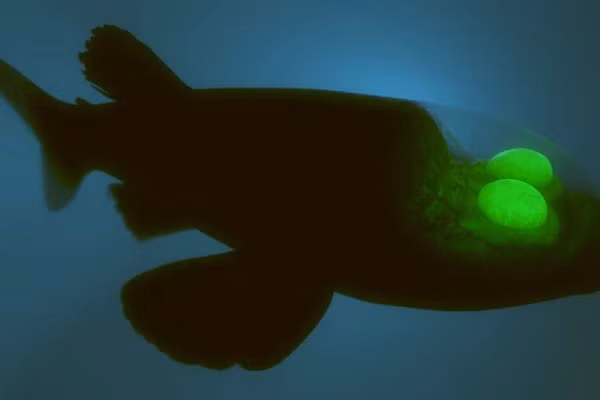 Khi phát hiện một bữa ăn tiềm năng, cá mắt thùng sẽ lơ lửng bất động trong bóng tối cho đến khi chúng nhận ra con mồi đang lướt qua trên đầu. Sau đó, chúng lao lên, ngoạm con mồi vào miệng và xoay đôi mắt để nhìn về phía trước, bắt được con mồi một cách chính xác và hiệu quả.