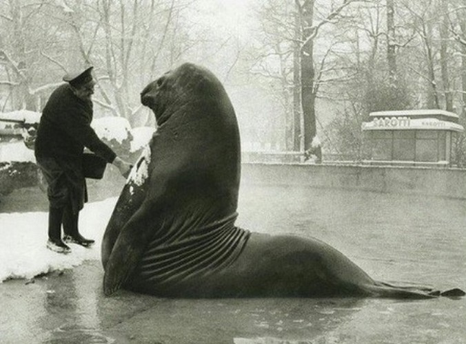 Con voi biển nặng tới 2 tấn "tắm tuyết" tại Vườn thú Berlin, Đức. Ảnh chụp vào khoảng năm 1930.
