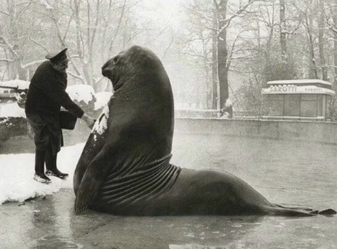 Con voi biển nặng tới 2 tấn "tắm tuyết" tại Vườn thú Berlin, Đức. Ảnh chụp vào khoảng năm 1930.