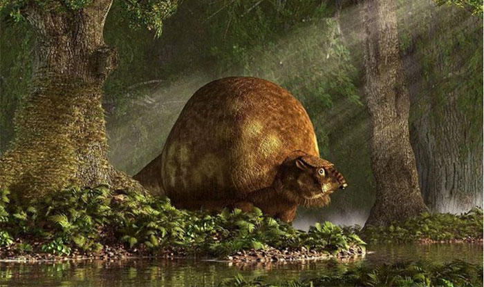 Họ phát hiện đó không phải là quả trứng khủng long, mà thực ra là mai của một con glyptodont - một loài thú có mai trong họ Glyptodontidae. Mai này đã bị che kín dưới lớp đất và bùn, và chỉ khi mưa lớn rửa sạch mới lộ ra.