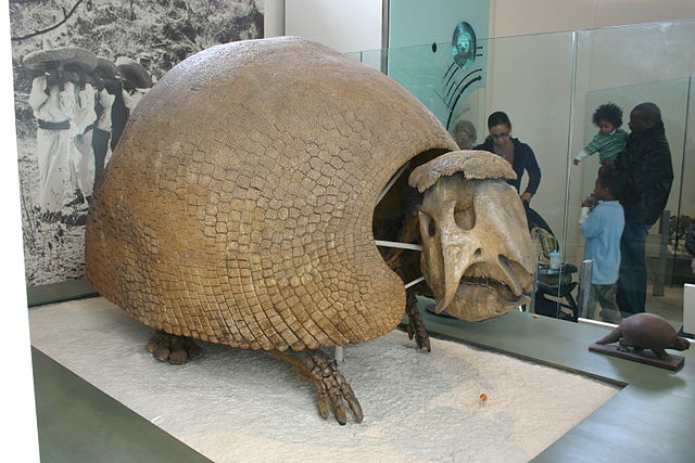 Glyptodont là một loài thú có mai với vỏ cứng được cấu thành từ hàng nghìn mảnh giáp xương, cơ thể nặng và lớn. Chúng có đuôi dài và nhọn, được sử dụng để tự vệ.