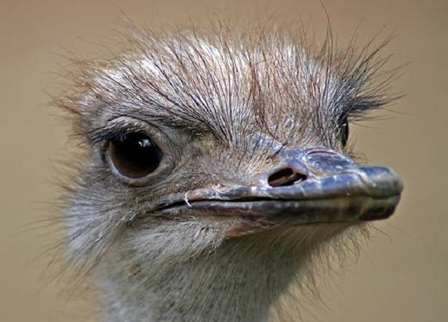 Tuy nhiên, đôi khi chúng lại trở nên ngơ ngác và tự đâm vào miệng kẻ săn mồi. Điều này khiến chúng trở thành một trong những loài động vật ngốc nghếch nhất hành tinh.