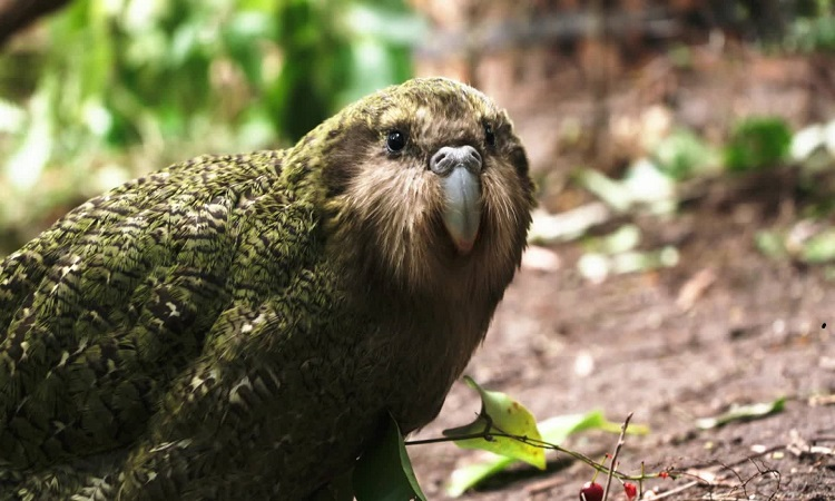 3. Vẹt Kakapo sống ở New Zealand. Đặc điểm đáng chú ý của chúng là khả năng "đóng băng" khi gặp nguy hiểm bởi chúng không biết bay do kích thước cánh quá lớn.