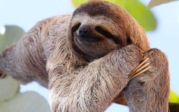 Chúng có thể sống trên cây suốt đời và chỉ xuống đất để đi vệ sinh một lần mỗi tuần.