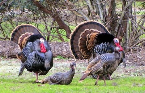 Gà tây cũng không phân biệt được bạn tình của mình, thậm chí có thể bị lừa bằng cách giơ ra đầu gà giả.