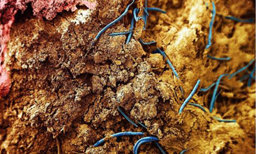 Phát hiện về "thế giới sự sống dưới lòng đất" đã thay đổi cách con người nhìn nhận về sự sống trên Trái Đất và vị trí của họ trong hệ sinh thái. Sự sống dưới lòng đất có thể đóng vai trò quan trọng trong việc duy trì khí CO2 trong khí quyển, ảnh hưởng đến quá trình hô hấp của con người và sinh vật trên bề mặt.