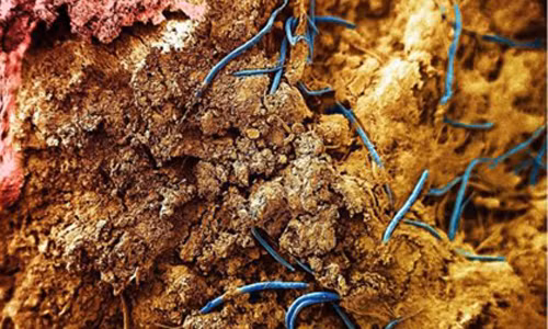 Phát hiện về "thế giới sự sống dưới lòng đất" đã thay đổi cách con người nhìn nhận về sự sống trên Trái Đất và vị trí của họ trong hệ sinh thái. Sự sống dưới lòng đất có thể đóng vai trò quan trọng trong việc duy trì khí CO2 trong khí quyển, ảnh hưởng đến quá trình hô hấp của con người và sinh vật trên bề mặt.