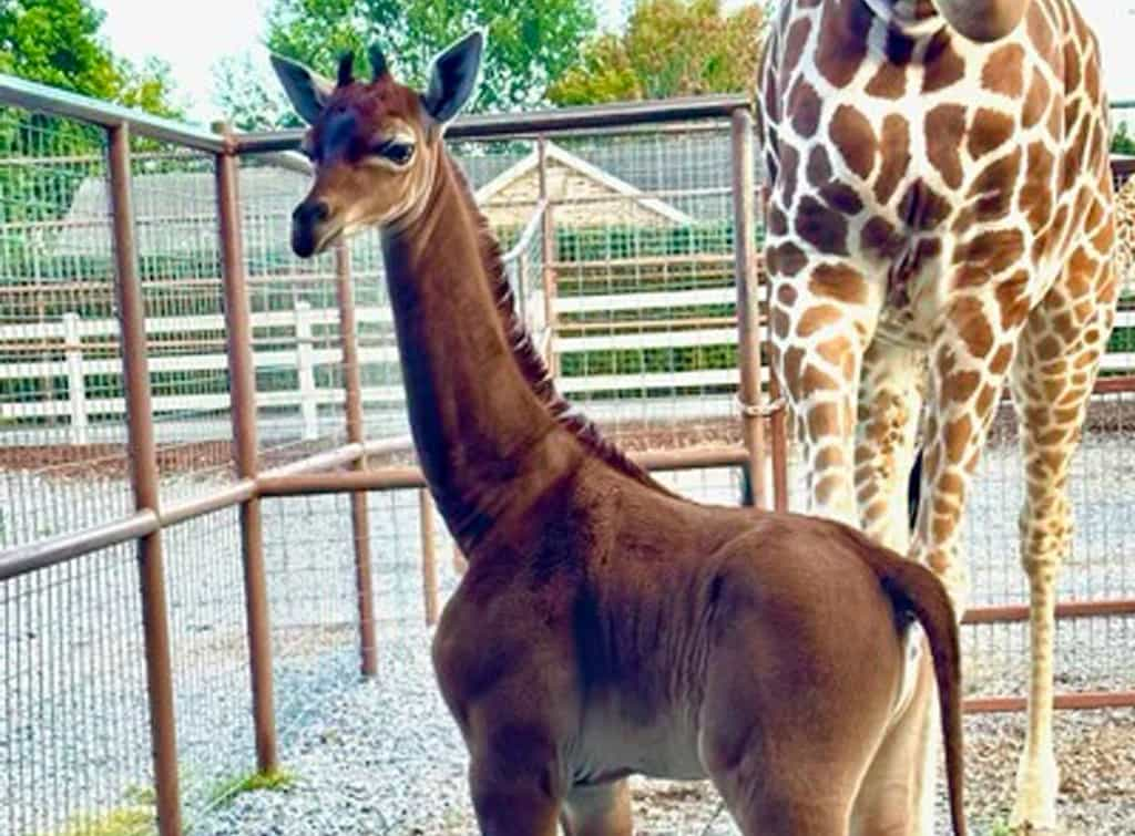 Bộ lông đốm của hươu cao cổ không chỉ giúp chúng ngụy trang mà còn có vai trò trong việc điều hòa nhiệt và là hệ thống làm nguội cơ thể. Từng họa tiết đốm là duy nhất và thường được thừa hưởng từ mẹ.