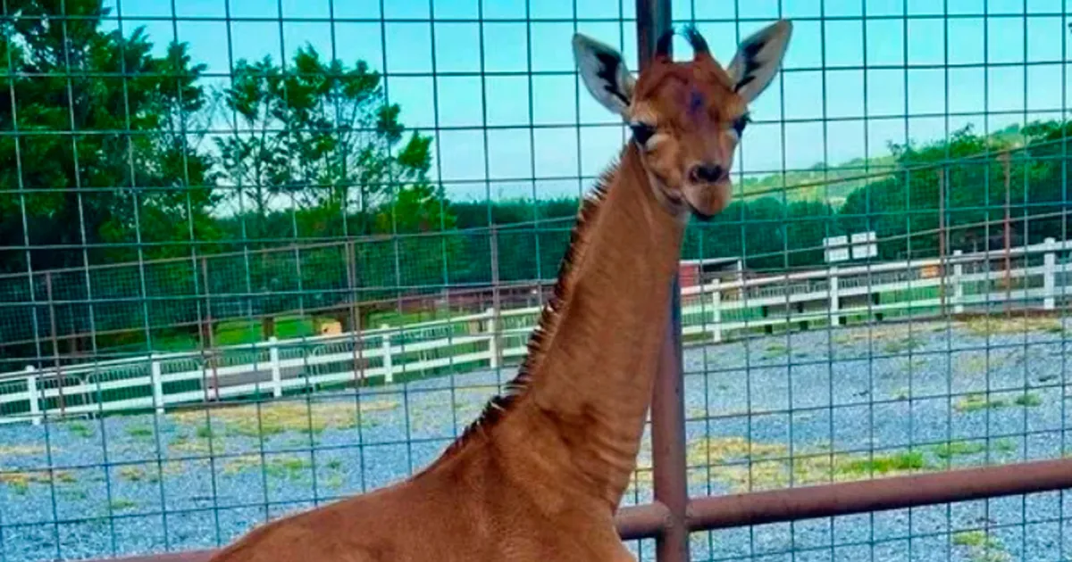 Việc xuất hiện một con hươu cao cổ không đốm như vậy đã giúp tạo ra sự nhận thức về tình trạng nguy cấp của loài và cần đưa ra các biện pháp bảo vệ để duy trì quần thể hươu cao cổ trong tự nhiên.