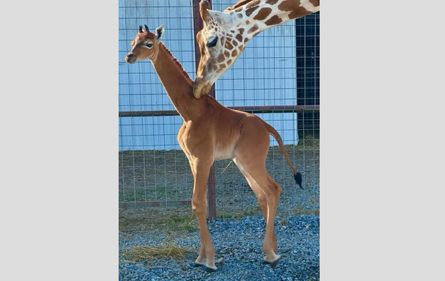 Đây là trường hợp độc đáo và hiếm thấy trong loài hươu cao cổ mặt lưới (Giraffa reticulata). Sự đột biến gene đã tạo nên sự thay đổi này trong màu sắc lông.