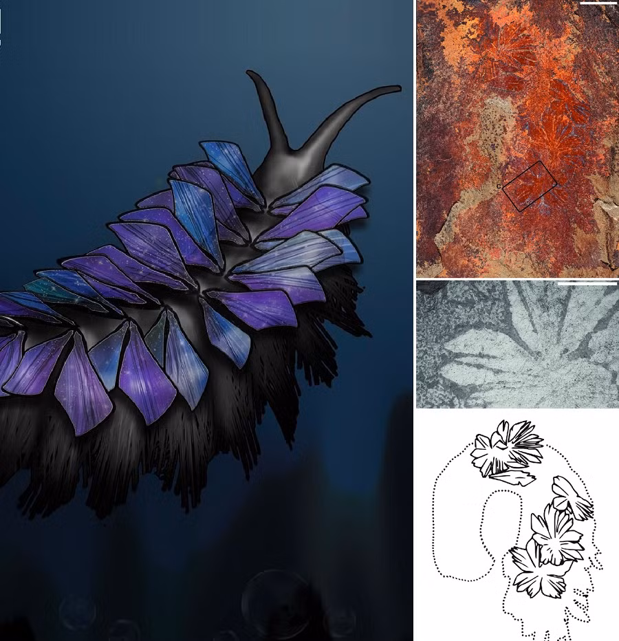 Shaihuludia shurikeni là một loài giun biển cổ đại, đã được khai quật từ kỷ Cambri ở phía Bắc bang Utah, nước Mỹ. Hóa thạch của loài này đã tạo nên những hình ảnh phục dựng đáng sợ nhưng cũng vô cùng hấp dẫn, với cơ thể tua tủa được trang trí bởi hàng chục mảnh dao sắc, có nhiều màu sắc xếp khắp cơ thể.