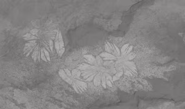 Theo nhà nghiên cứu chính Rhiannon LaVine từ Viện Đa dạng sinh học thuộc Đại học Kansas, Shaihuludia shurikeni đã sống trong kỷ Cambri - một thời kỳ đặc biệt quan trọng đối với sự phát triển đa dạng sinh học trên Trái Đất. Hóa thạch của loài này là một mẫu vật hiếm có, giúp chúng ta "vượt thời gian" và tìm hiểu về sự biến đổi của cuộc sống hàng triệu năm trước đây.