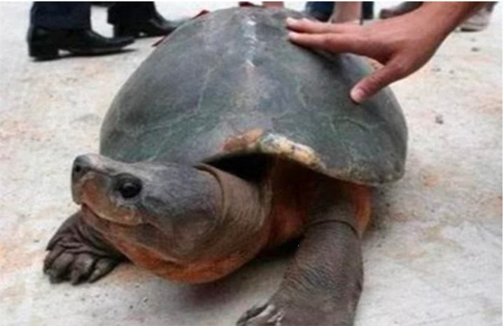 Tuy nhiên, điều gây tranh cãi là sự xuất hiện của "quái thú" - một con rùa khổng lồ từ bên trong ngôi mộ cổ. (Ảnh: Sohu)