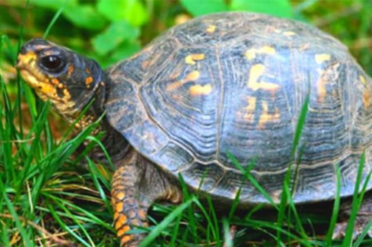 Có ý kiến cho rằng con rùa có thể đã sống trong mộ suốt 2.000 năm và được mang theo để "tương thân tương ái" với chủ nhân ngôi mộ. Tuy nhiên, việc này khó tin vì tuổi thọ tối đa của rùa chỉ khoảng 200 năm. (Ảnh minh họa)